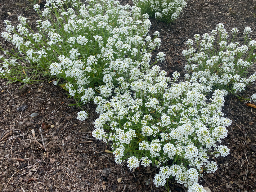 Silbersamen - Lobularia maritima 'Snowcloth'