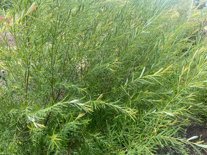 Weide Salix Repens