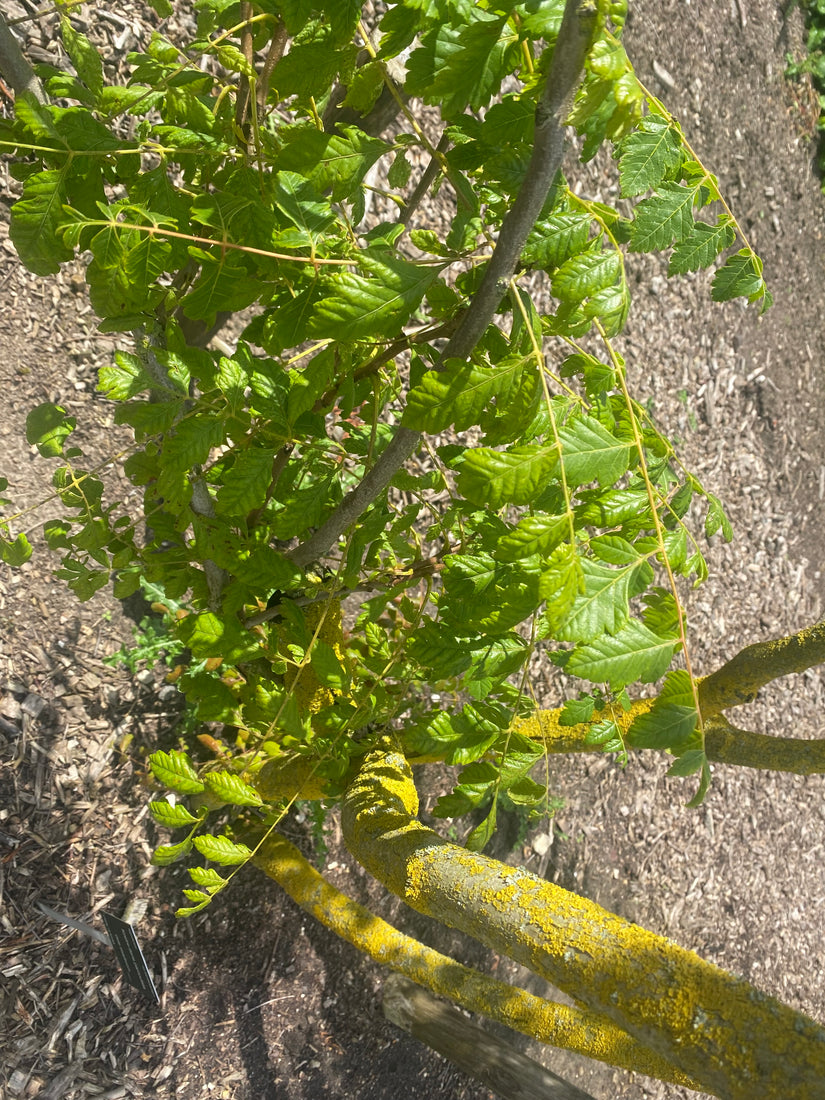 Gelber Seifenbaum - Koelreuteria Paniculata (Lampionbaum)