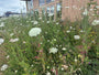 Gewöhnliche Schafgarbe - Achillea millefolium 'White Beauty'