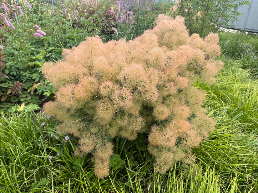 Perückenbaum (grüne Art) – Cotinus coggygria