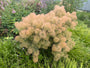 Perückenbaum (grüne Art) – Cotinus coggygria
