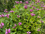 Bio-Schildkrötenblume – Chelone obliqua