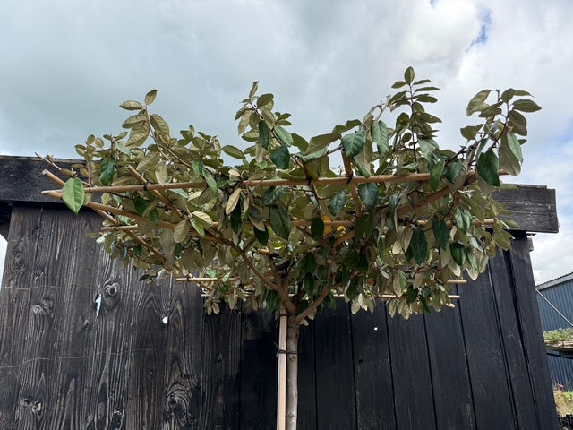 Dachbaum Olivenweide - Elaeagnus ebbingei - Immergrün und quadratisches Spalier 120x120 cm