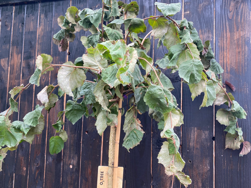 Corylus avellana 'Purple Umbrella' F Halfstam