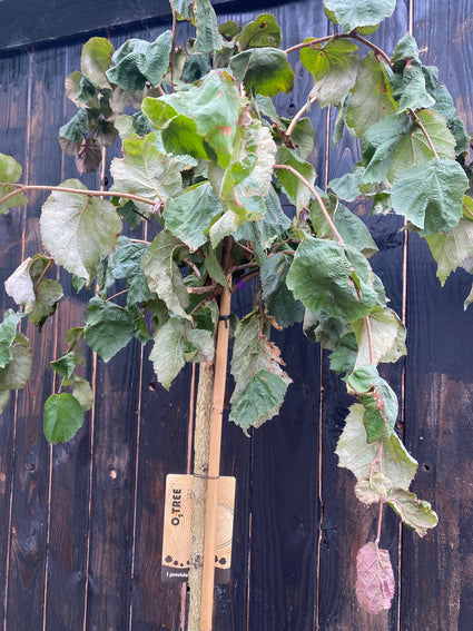 Corylus avellana 'Purple Umbrella' F Halfstam