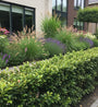 Japanische Stechpalme - Ilex crenata 'Green Hedge'