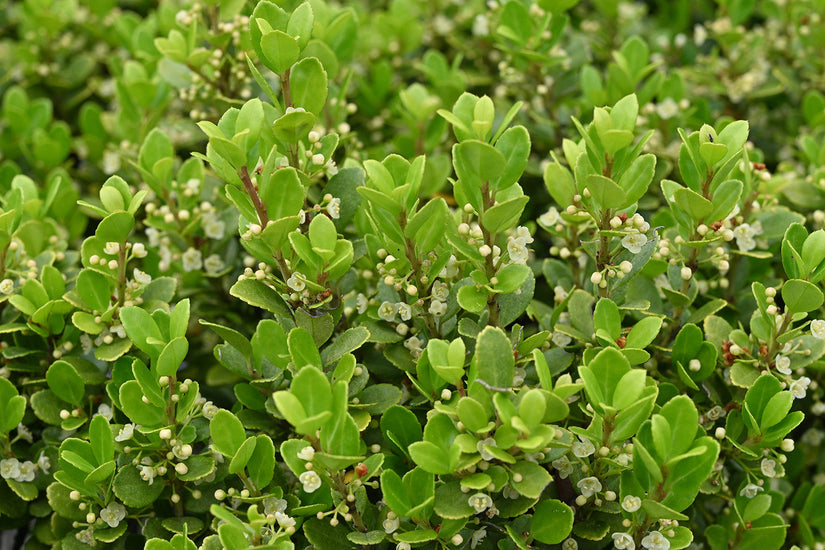 Japanische Stechpalme - Ilex crenata 'Stokes'