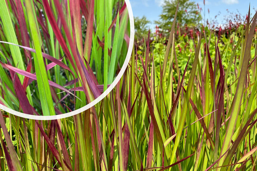 Japanisches Blutgras - Imperata cylindrica 'Red Baron'