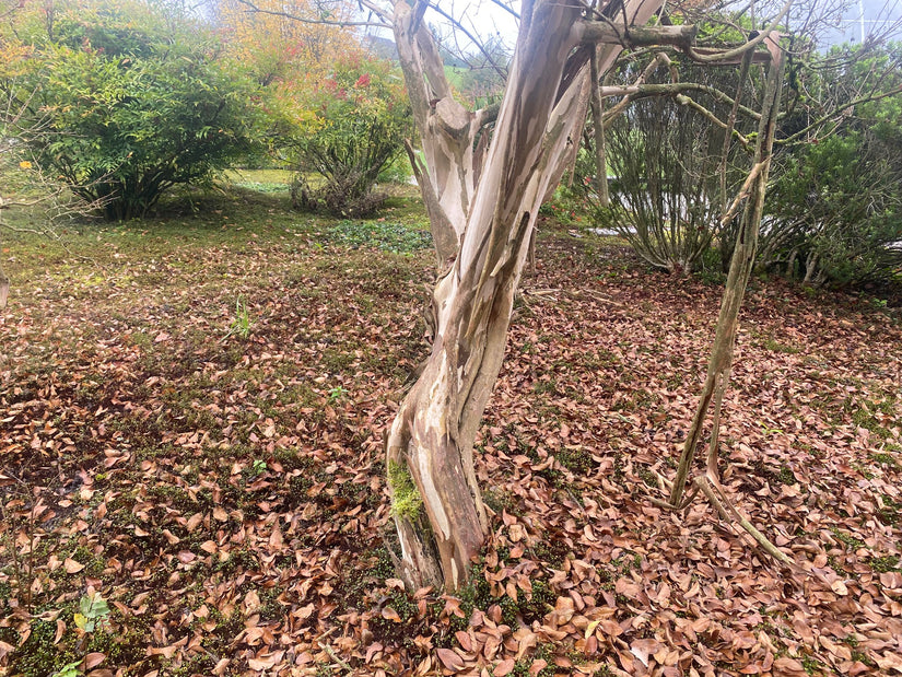 Indischer Flieder - Lagerstroemia indica