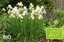 Biologische Siberische Lis - Iris 'Butter and Sugar'