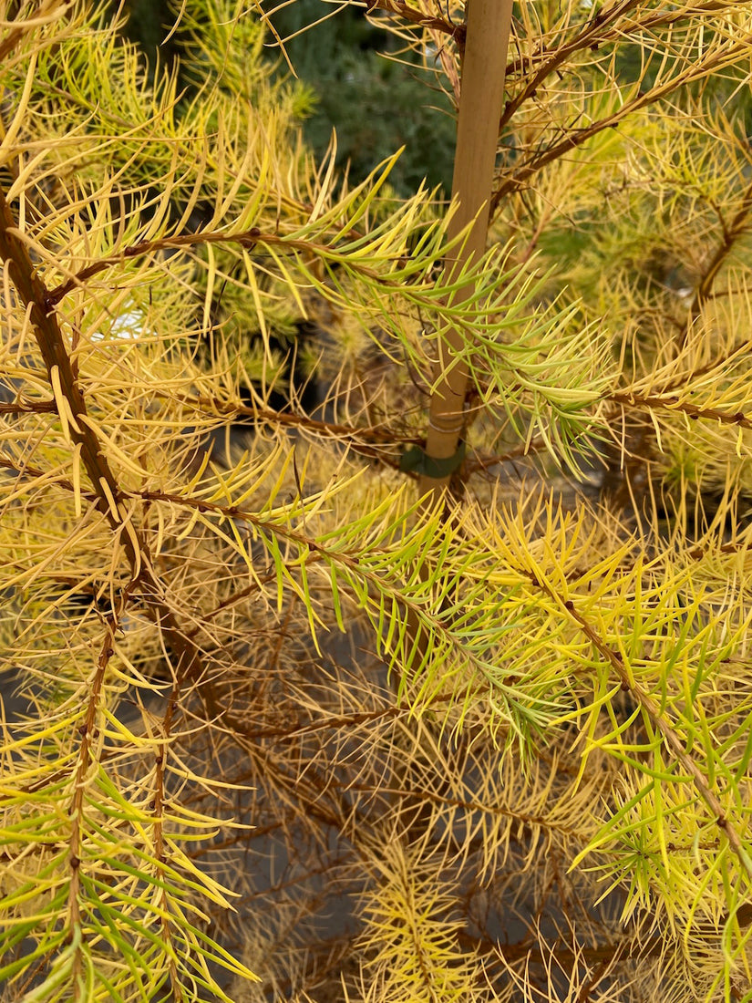 Japanische Lärche - Larix kaempferi