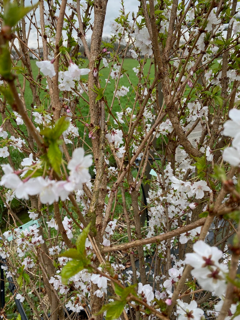 Japanische Kirsche - Prunus nipponica 'brillant'