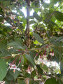 Japanischer Storaxbaum - Styrax japonicus 'Snowcone'