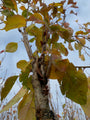 Japanische Säulenkresse - Prunus serrulata 'Amanogawa'