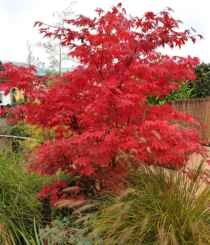 solitaire, meerstammige Acer palmatum Osakazuki