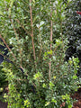 Japanische Stechpalme - Ilex crenata 'Caroline Upright'