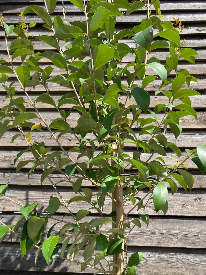 Japanischer Liguster - Ligustrum japonicum Hochstammbaum