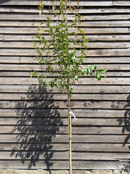 Japanischer Liguster - Ligustrum japonicum Hochstammbaum