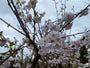 Japanische Blütenkirsche - Prunus 'Accolade'