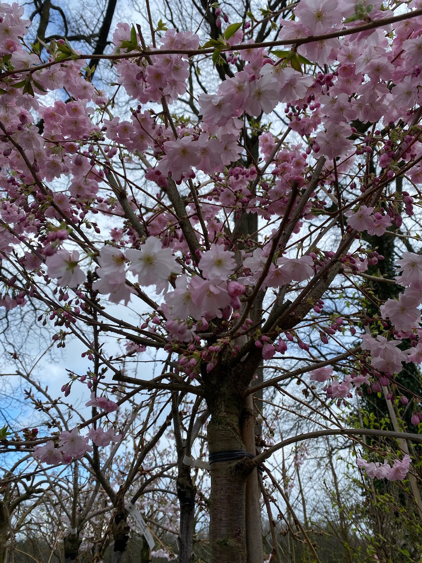 Japanische Blütenkirsche - Prunus 'Accolade'