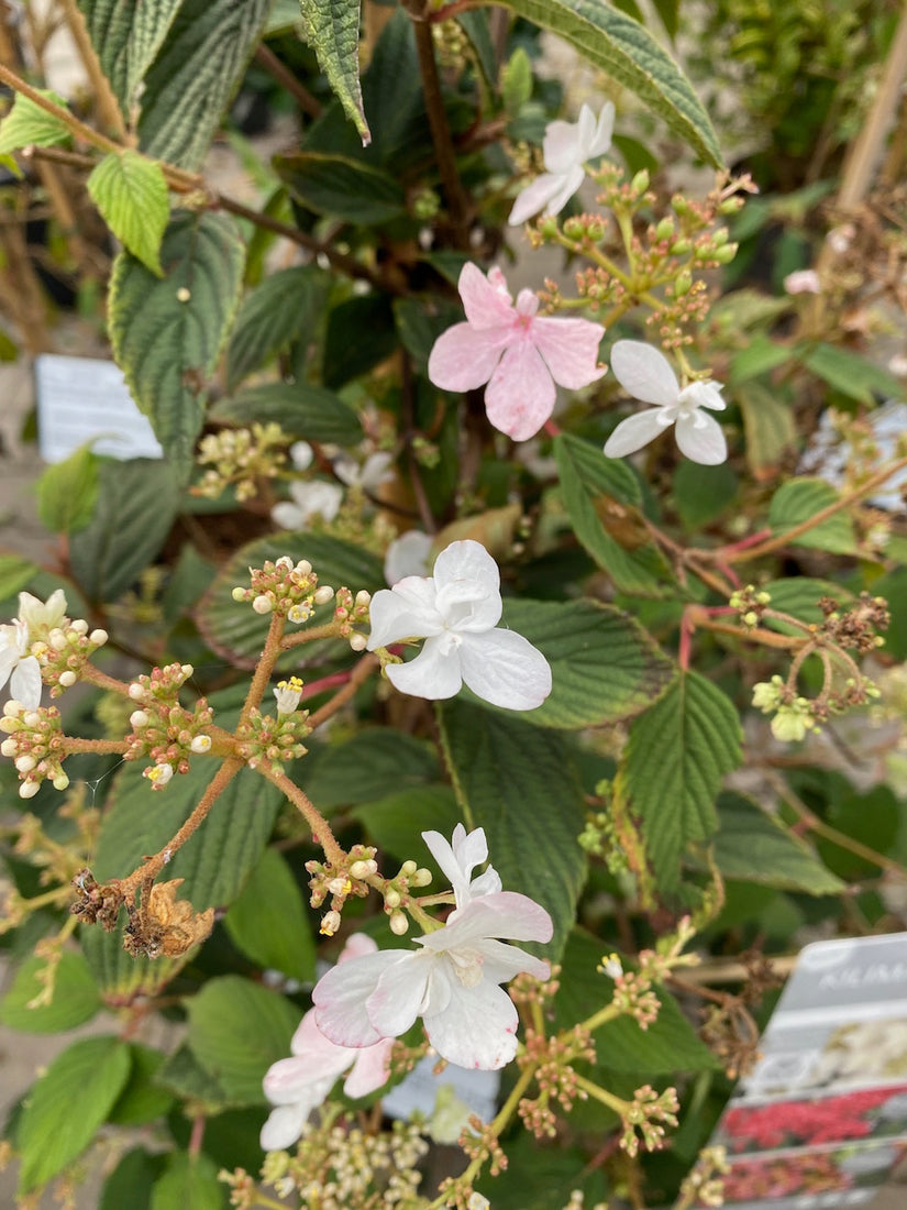 Japanischer Schneeball - Viburnum plicatum 'Kilimandjaro'