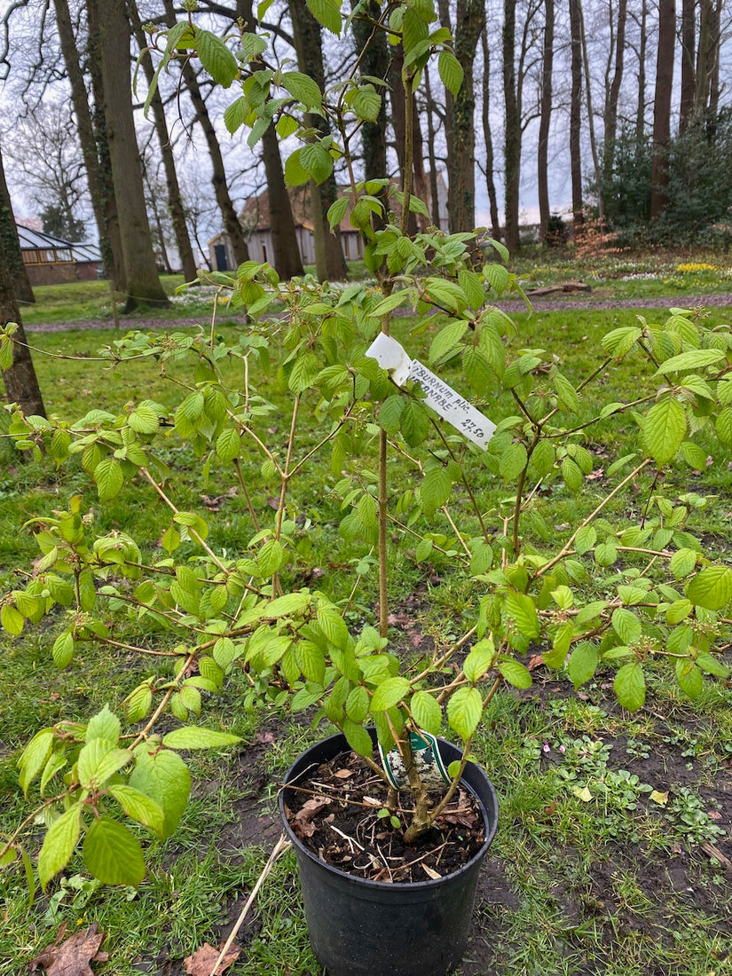 Japanischer Schneeball - Viburnum plicatum 'Watanabe'