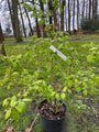 Japanischer Schneeball - Viburnum plicatum 'Watanabe'