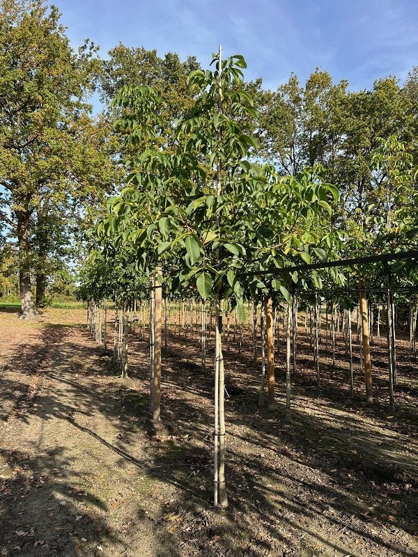 Juglans Broadview boom op stam stamomtrek 12-14 cm