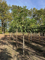 Juglans Broadview boom op stam stamomtrek 12-14 cm