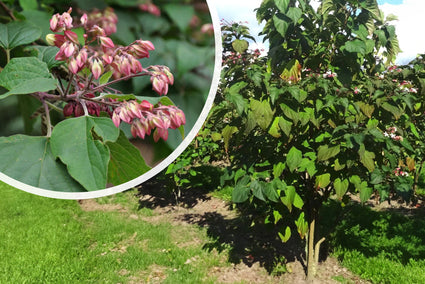 Kansenboom - Clerodendrum trichotomum (Erdnussbutterbaum)