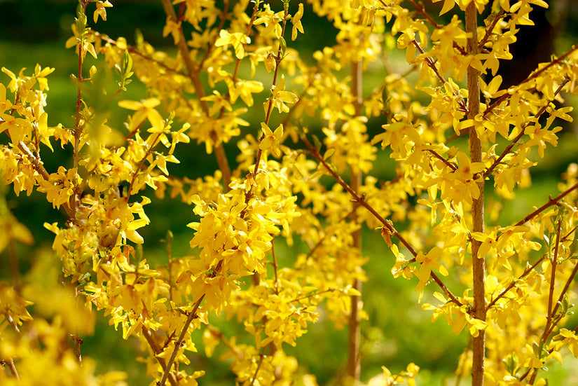 Fertige chinesische Glockenhecke - Forsythia 'Lynwood' - 180 x 120 cm