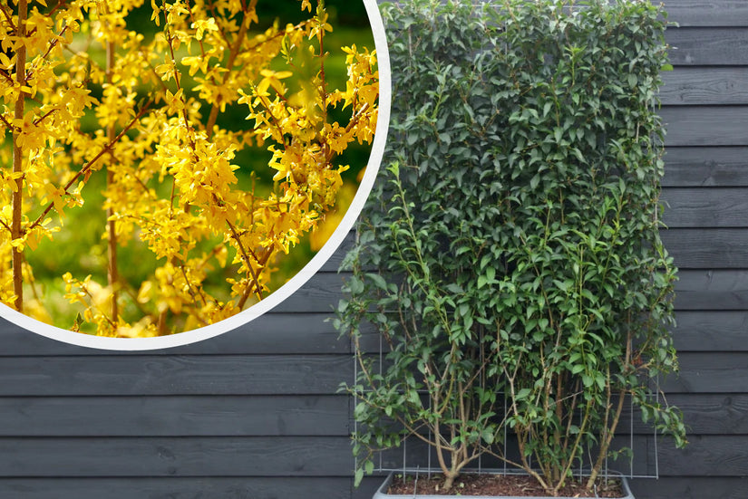 Fertige chinesische Glockenhecke - Forsythia 'Lynwood' - 180 x 120 cm