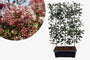 Fertighecke Glansmispel - 180h x 90w - Stahlspalier + Photinia fraseri 'Red Robin'