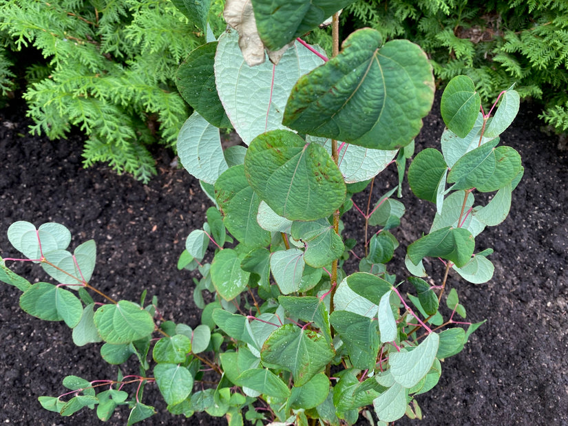 Katsura - Cercidiphyllum Japonicum