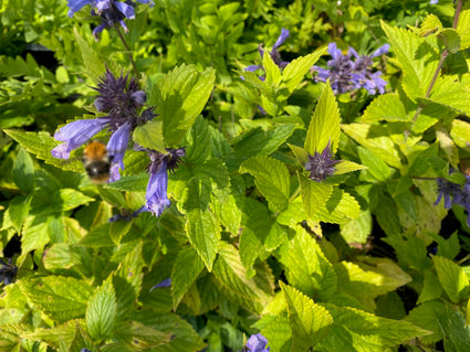 Katzenminze - Nepeta subsessilis