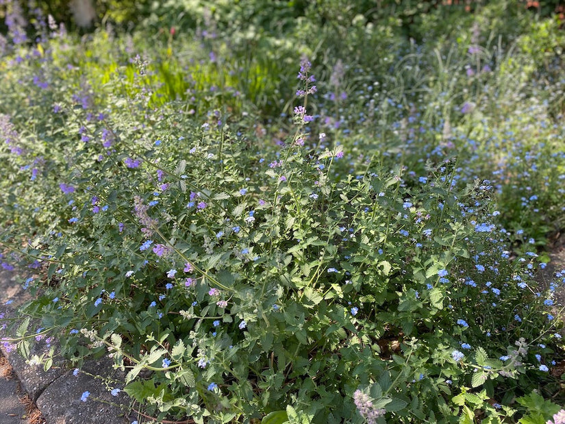 Katzenminze - Nepeta racemosa 'Grog'