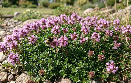 Wilder Thymian - Thymus serpyllum 'Elfin'