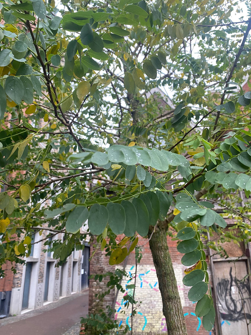 Klebrige Akazie - Robinia viscosa