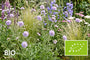 Biologische Beemdkroon - Knautia arvensis