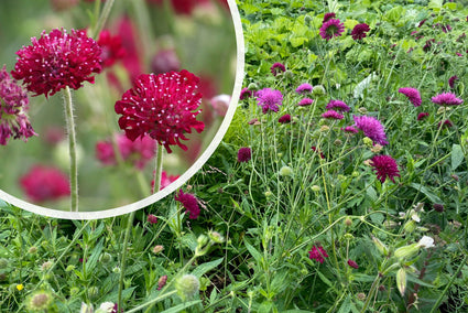 Wiesenkrone (Hohe Art) - Knautia macedonica 'Mars Midget'