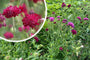 Wiesenkrone (Hohe Art) - Knautia macedonica 'Mars Midget'