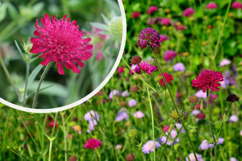 Wiesenkrone (Hohe Art) - Knautia macedonica 'Red Knight'