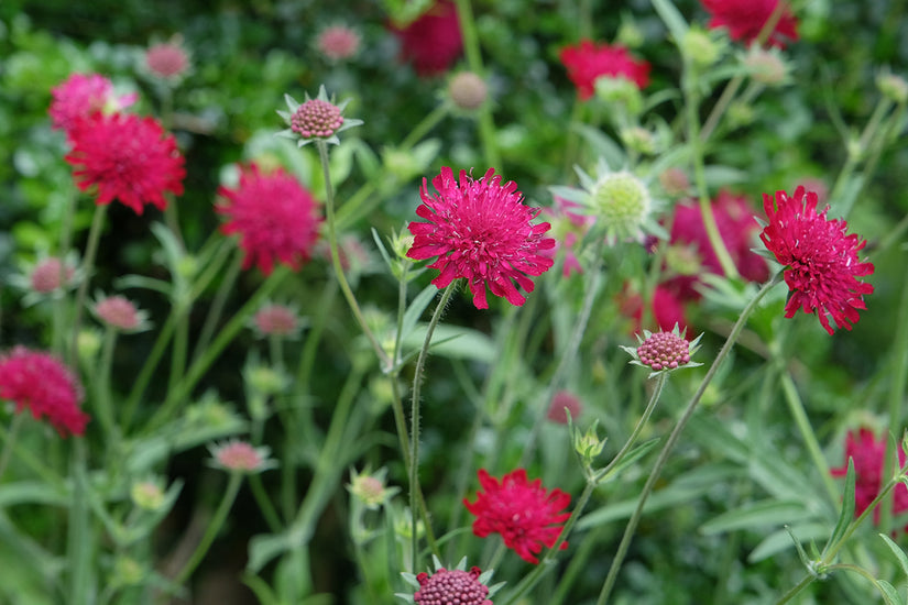 Wiesenkrone (Hohe Art) - Knautia macedonica 'Red Knight'