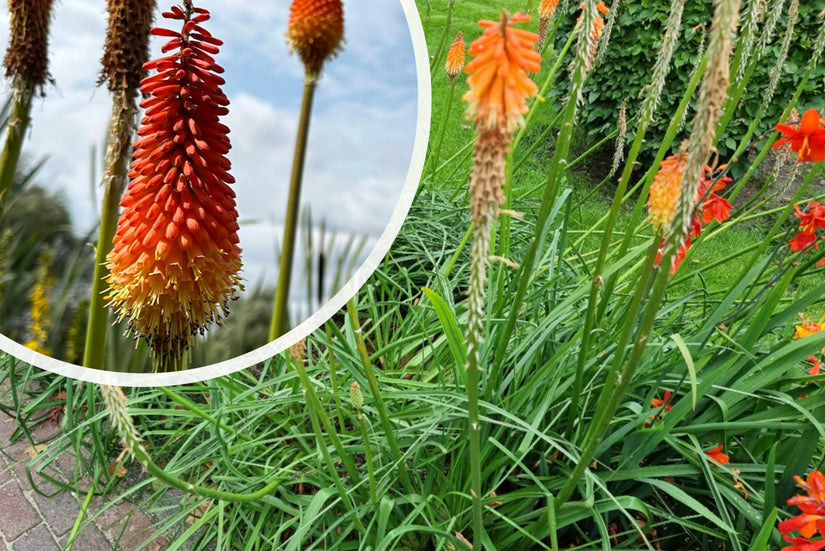 Feuerpfeil - Kniphofia 'Nancy's Red'