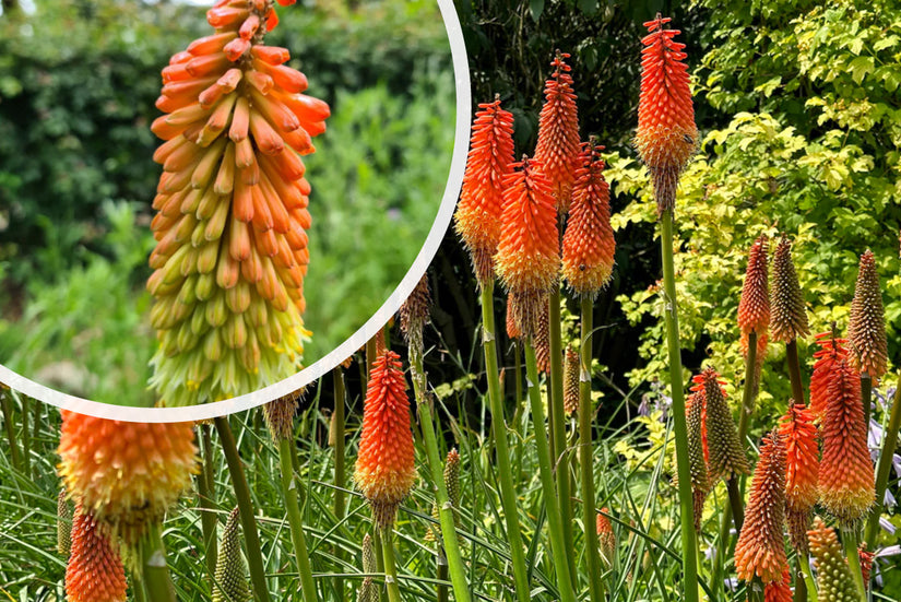 Feuerpfeil - Kniphofia 'Royal Standard'