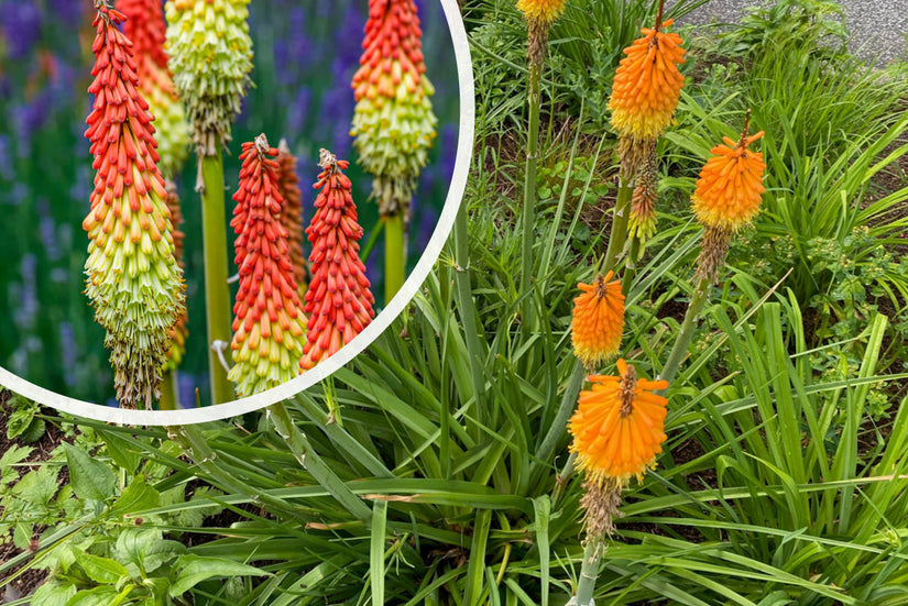 Feuerpfeil - Kniphofia uvaria 'Grandiflora'