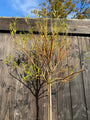 Knackende Weide - Salix fragilis 'Bullata' Standard