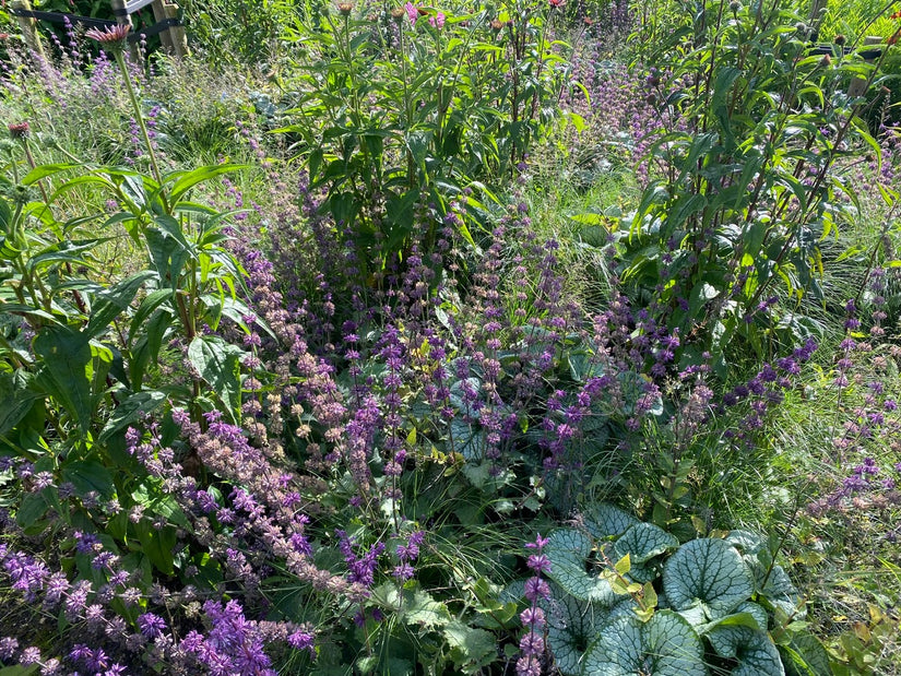 Kranzsalbei - Salvia verticillata 'Purple Rain'