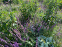 Kranzsalbei - Salvia verticillata 'Purple Rain'